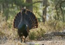 Capercaillie © V. Pochekanski